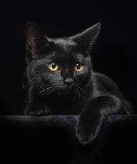 Obraz premium Black cat with yellow eyes