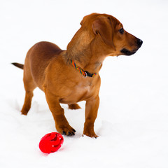 Dachshund puppy on snow