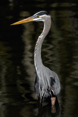 Blue Heron