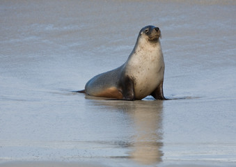 Seal at Seal Bay Kangaroo Island South Australia