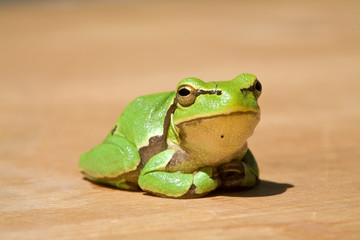 green frog