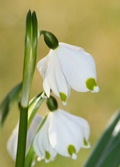 Fototapeta premium Märzenbecher