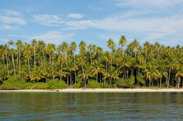 tropical island - sea, sky and palm trees