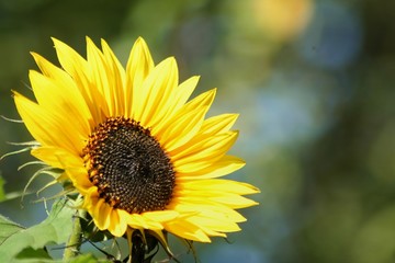 Sonnenblume