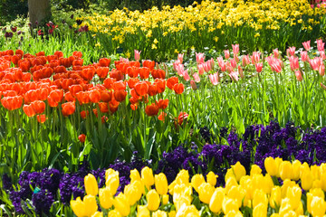 Tulips, hyacinths and daffodils in spring - 12324212