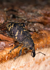 Weevil on wooden log