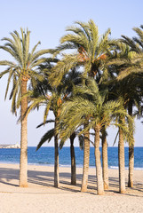 Fototapeta premium palm trees