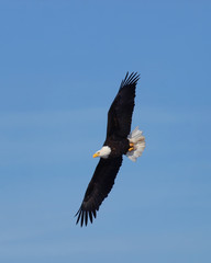 eagle in flight