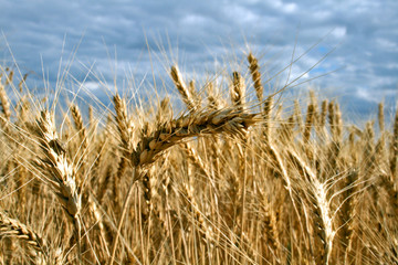 Ripe yellow wheat with stalks by grains before harvest under blu