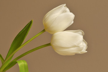 White tulips on beige background
