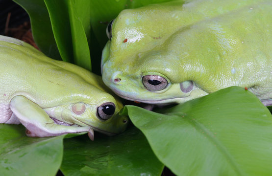 Two Green Frogs