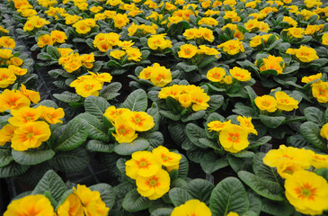 Blumenmeer