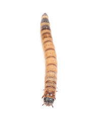 meal worm