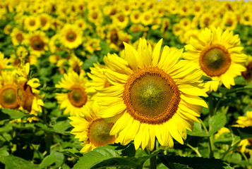 sunflowers