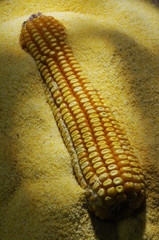 Farina gialla con pannocchia matura