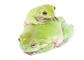 two green frogs