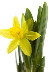 Fresh daffodil