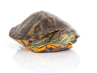 Obraz premium tortoise