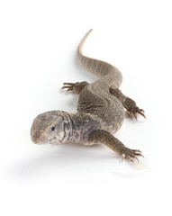 lizard