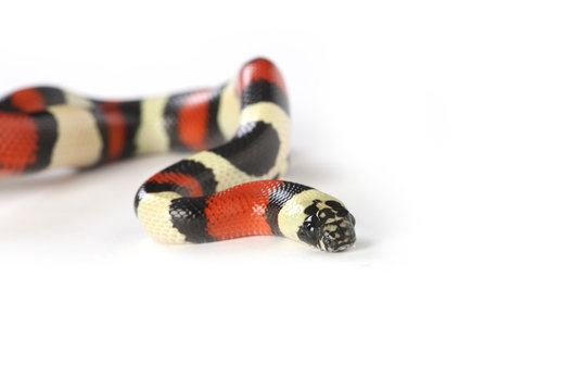 Pueblan milksnake