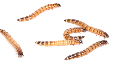mealworms