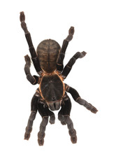 tarantula