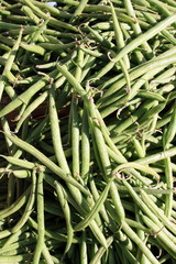 haricots verts