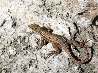 Lizard