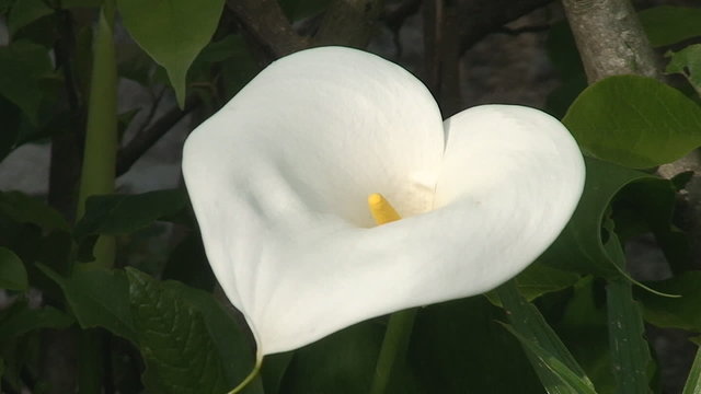 White calla lily close up
