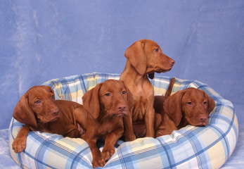 quatre chiots braque hongrois dans leur panier en studio