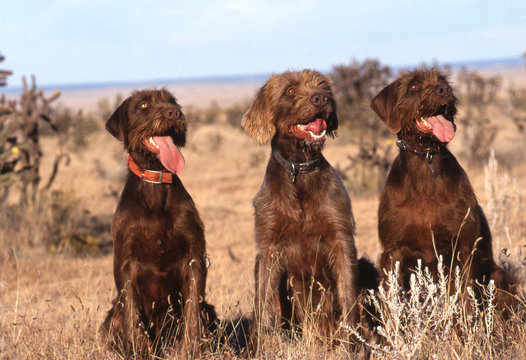 trois pudelpointer &agrave; la campagne la langue pendante