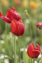 Fototapeta premium tulip