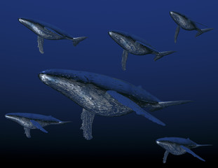 Buckelwale 090226 01