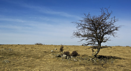 Steppe