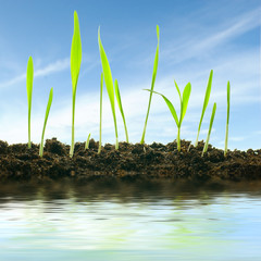 Obraz premium Plants