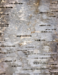 Bark details of birch tree