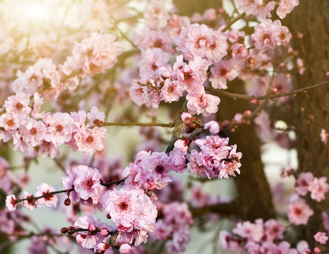 Spring cherry blossoms, shallow DOF