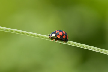 ladybug on grass stem