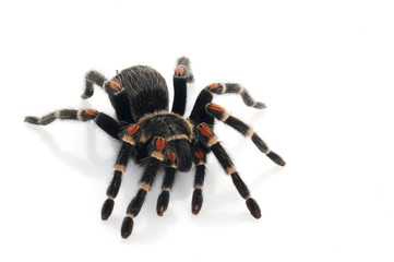 Mexican Flame Knee (Brachypelma auratum) Female