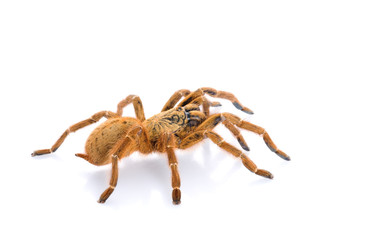 Pt. murinus Tarantula (Female)