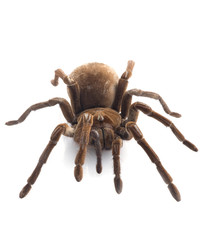 T. blondi Tarantula