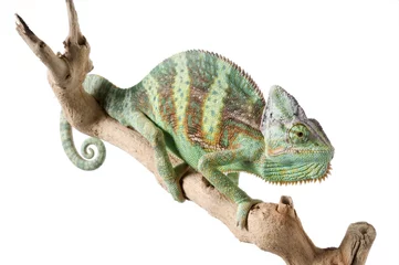 Papier Peint photo autocollant Caméléon Veiled Chameleon