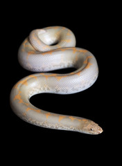 Albino Kenyan Sand Boa (male)