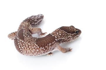 Jungle Male Fattailed Gecko (Het. Albino)