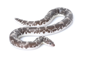 Anery Kenyan Sand Boa
