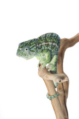 Naklejka premium Carpet Chameleon