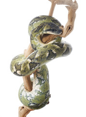 Madagascar Tree Boa
