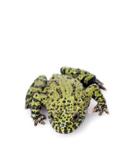 Obraz premium Fire Belly Toad