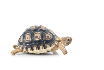 Obraz premium Leopard Tortoise