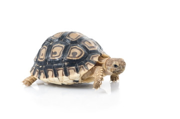 Leopard Tortoise